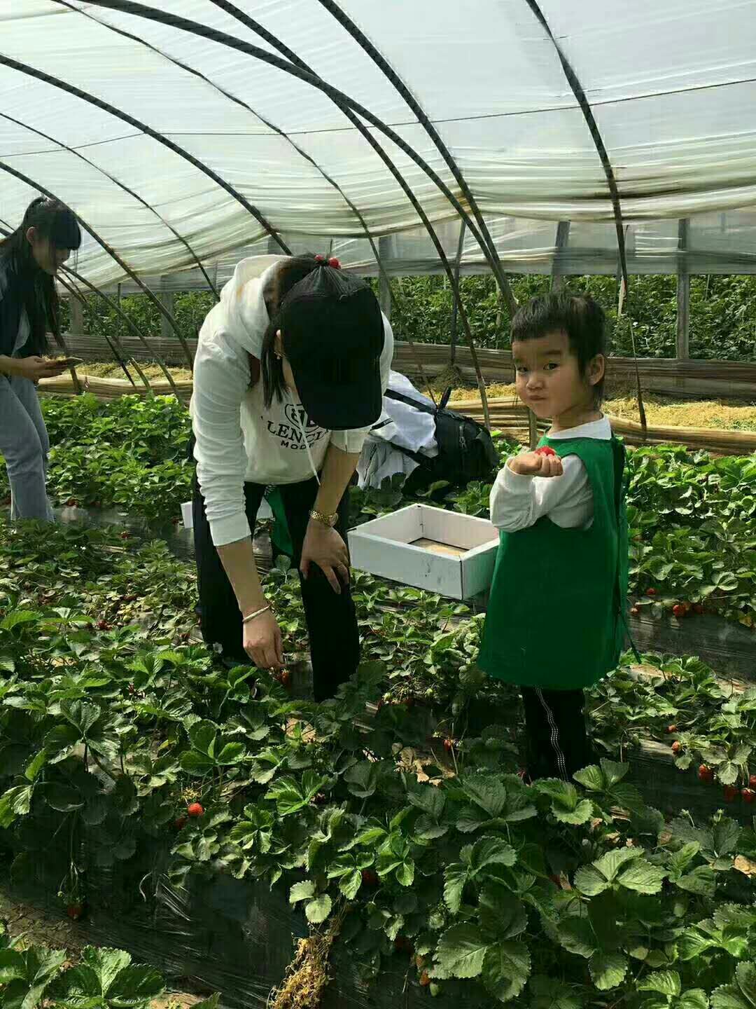 奶油草莓 20克以上 