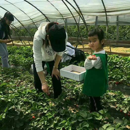 中牟县奶油草莓 20克以上 
