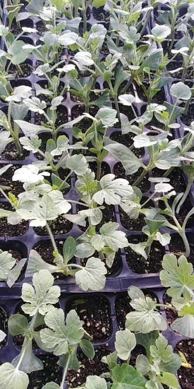 早佳8424西瓜苗  丰乐五号