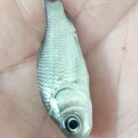 富顺县鲫鱼苗