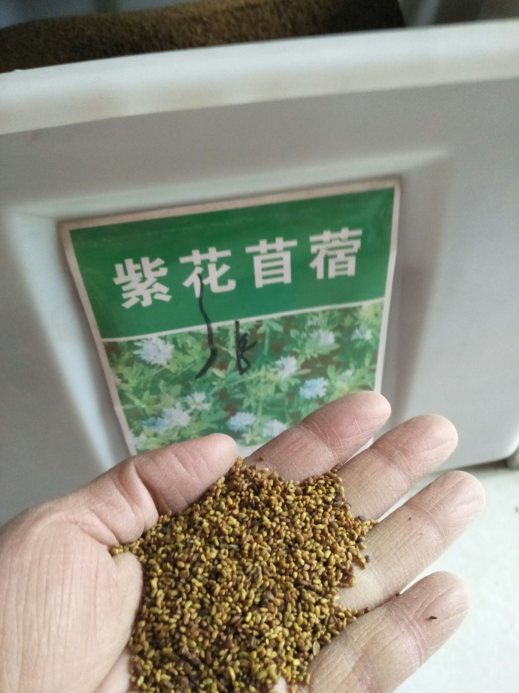 紫花苜蓿种子猪牛羊兔鸡鸭鹅多年生四季养殖牧草苜蓿草籽鱼草种