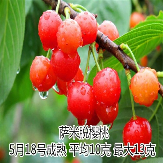 平邑县萨米脱苗