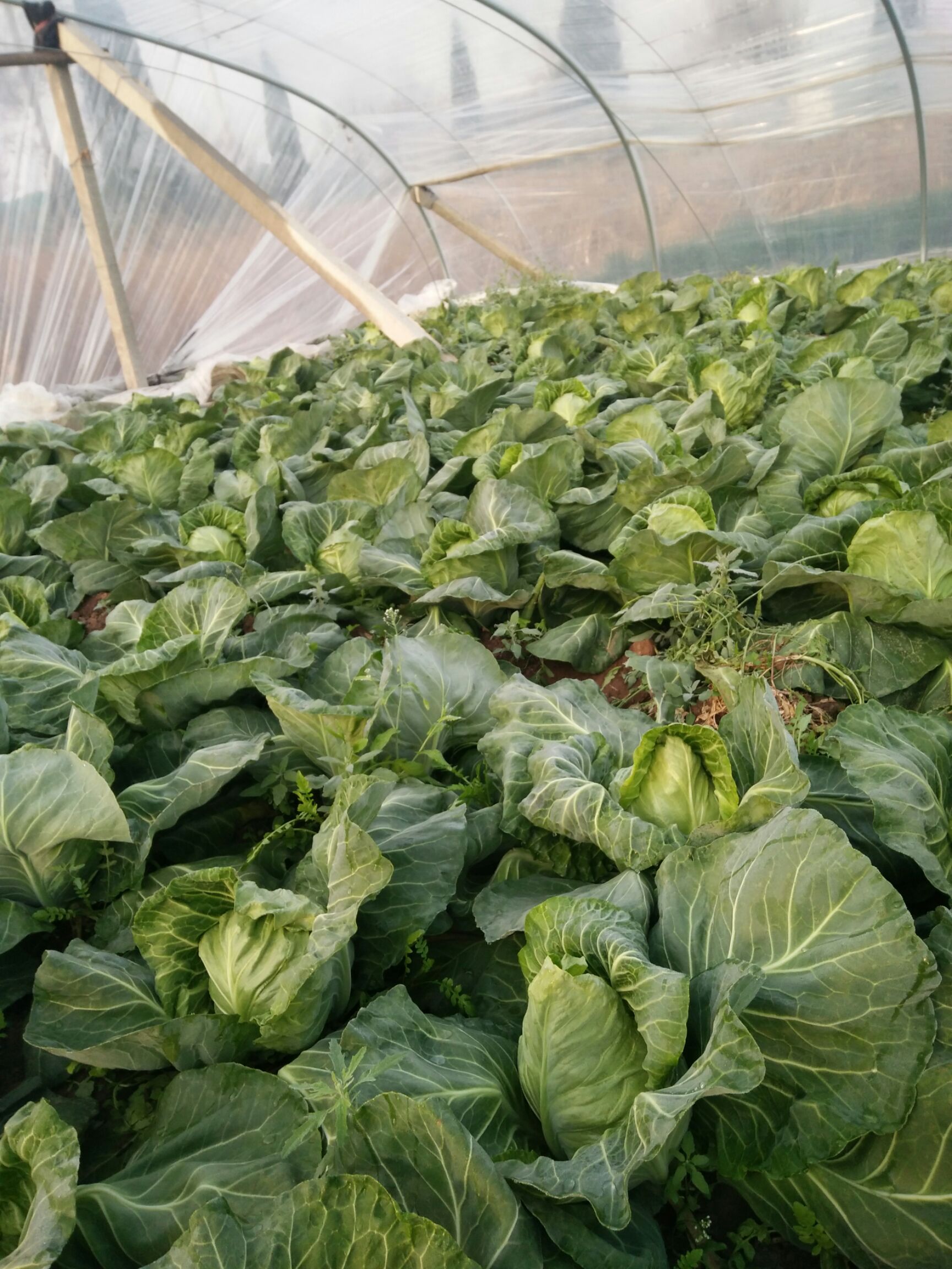 绿包菜  常年代收代发山东绿甘蓝包菜 全国发货 欢迎洽谈合作