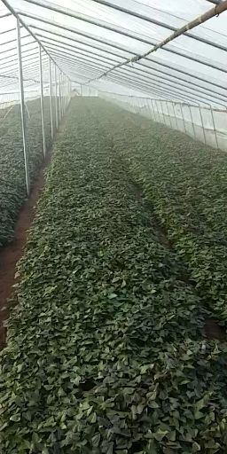 西瓜红红薯苗 西瓜红，一点红，商薯19红薯苗