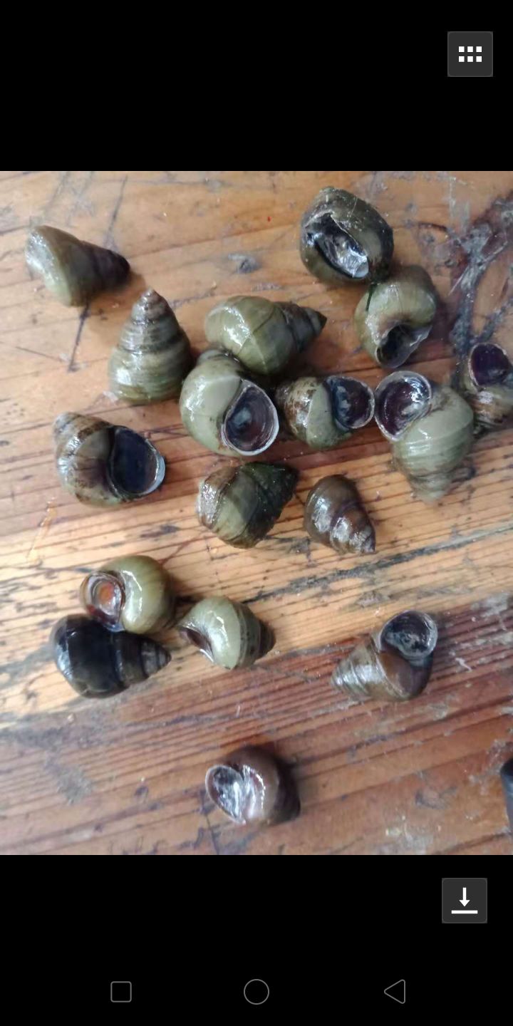 石螺 饲料螺，螃蟹螺，大种田螺货圆充足
