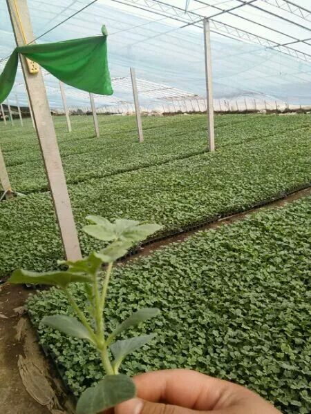 早佳8424西瓜苗  天山