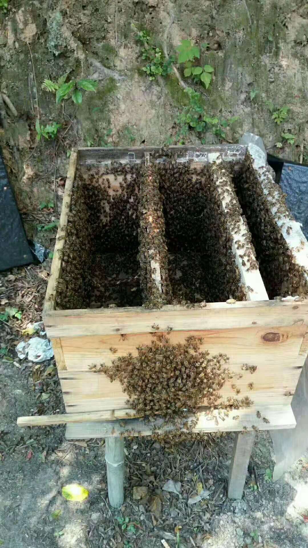 百花蜜 塑料瓶装 2年以上 98% 
