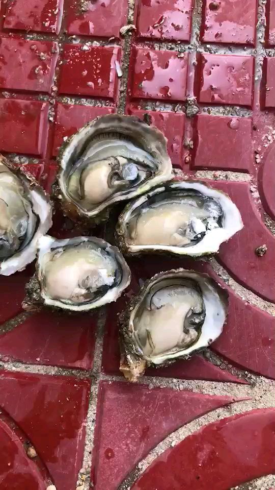 诏安湾生蚝 人工养殖 5-6两/只 