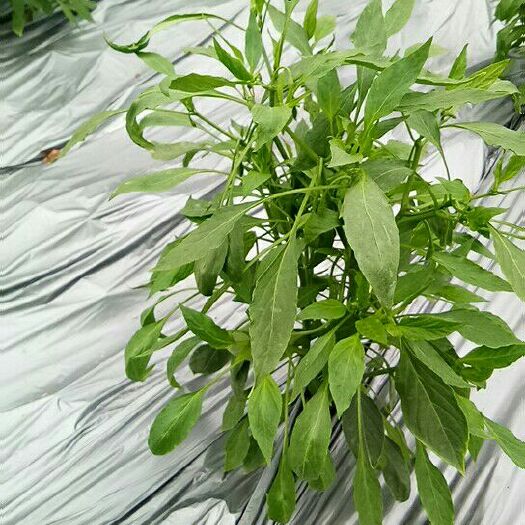 蓬溪县二荆条辣椒 20cm以上 中辣 靑色 