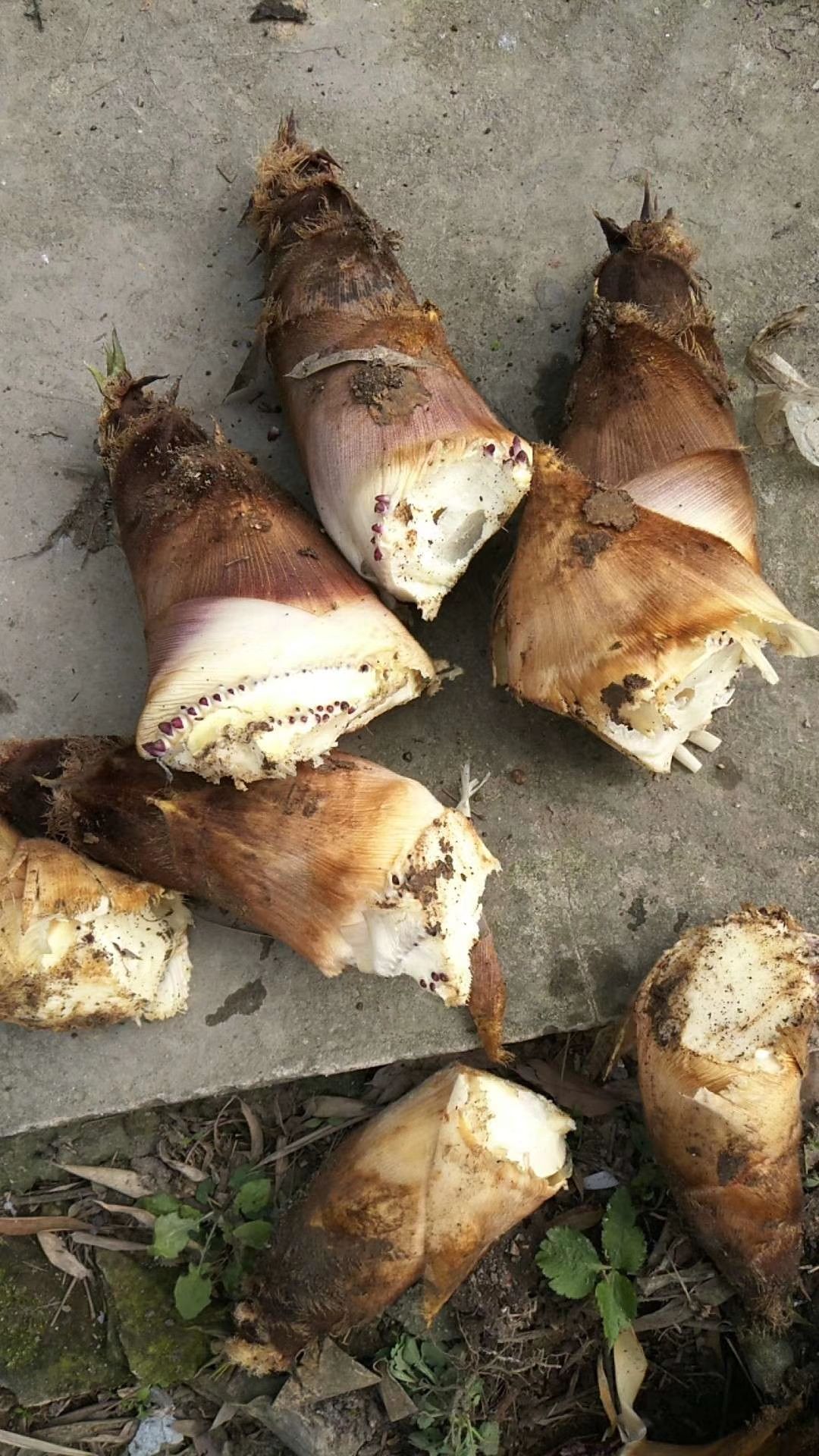 楠竹苗  ，毛竹苗