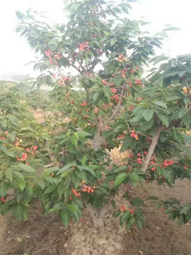 俄罗斯8号樱桃苗 