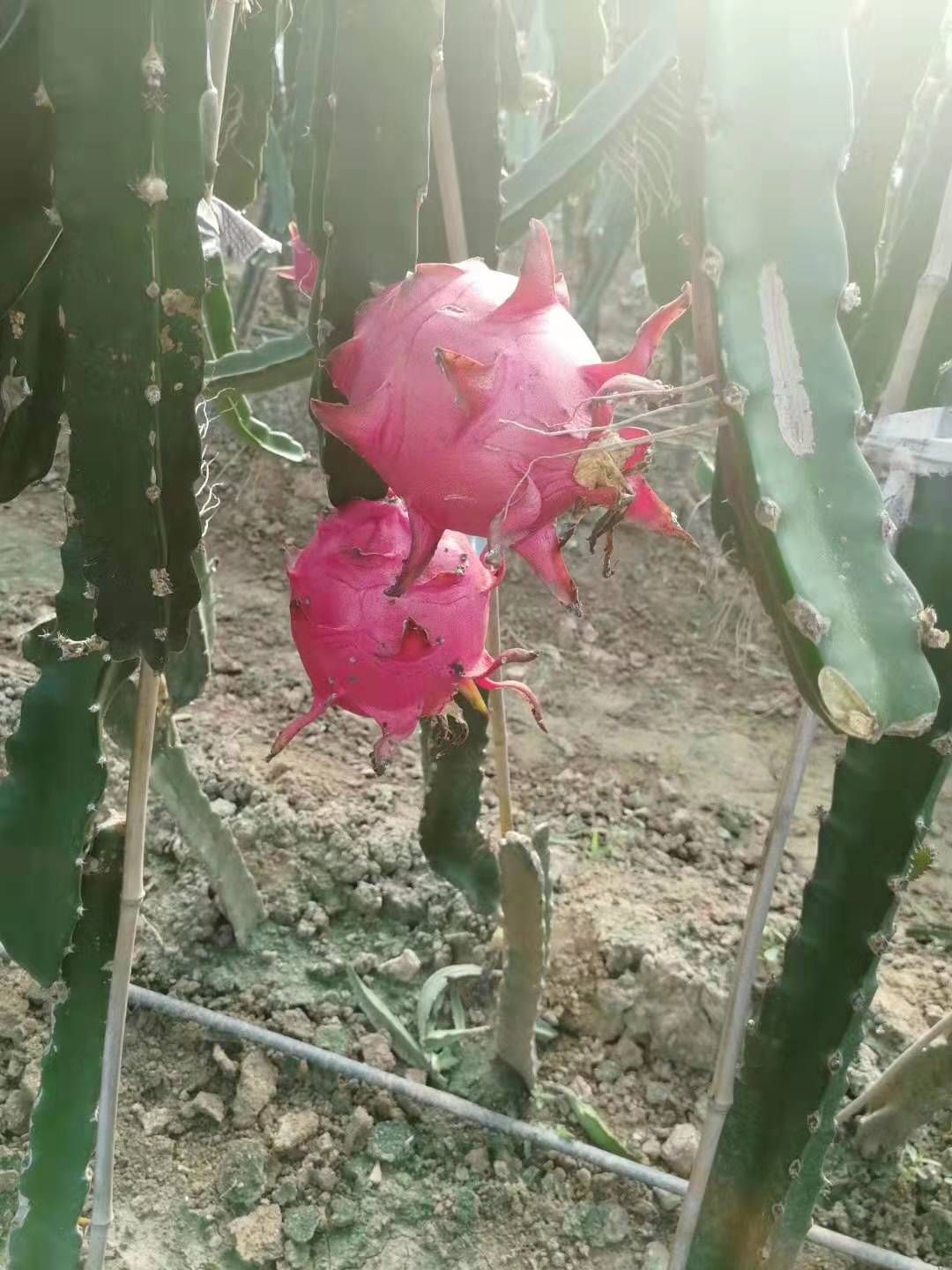 红心火龙果苗 红心火龙果