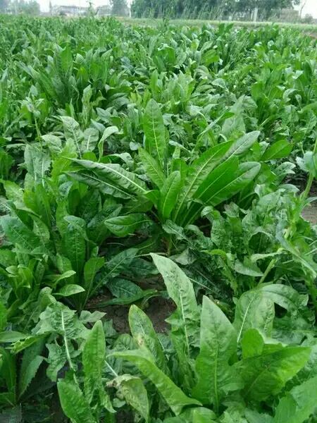 菊苣种子  菊苣种籽 牧草种子 猪羊牛兔鸡鸭鹅多年生四季高产