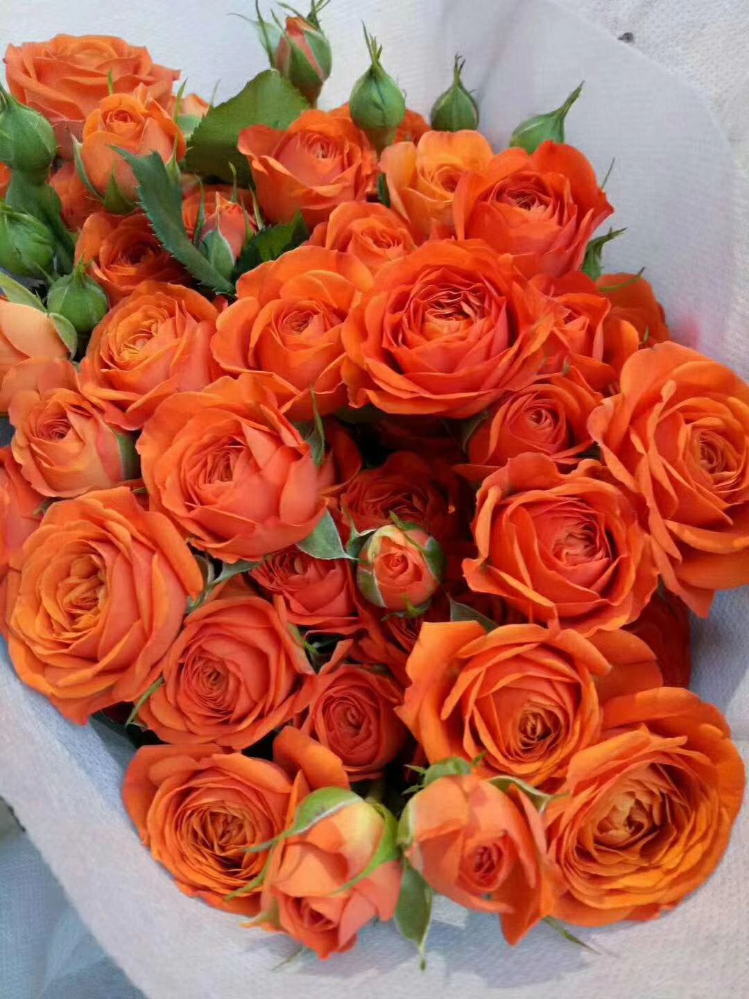 四季玫瑰  四季开花多品种带香味切花品种