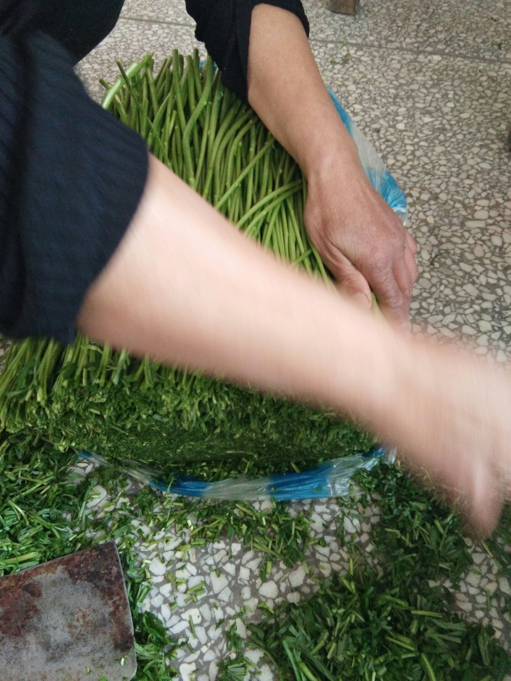 藜蒿  芦蒿，精品芦蒿，黎蒿，泥嚎