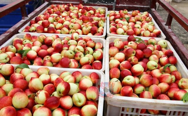 126油桃 2两以上 50mm以上 