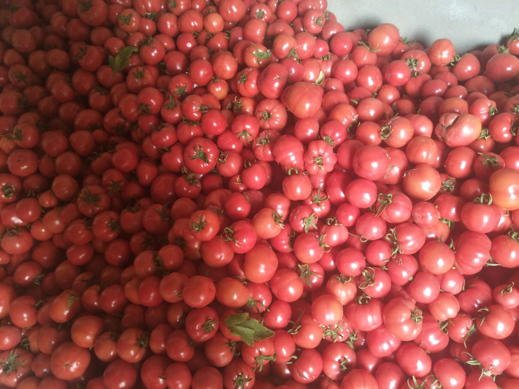 大红西红柿  弧二以上 大红 精品 自己家种的普罗旺斯水果西红柿。