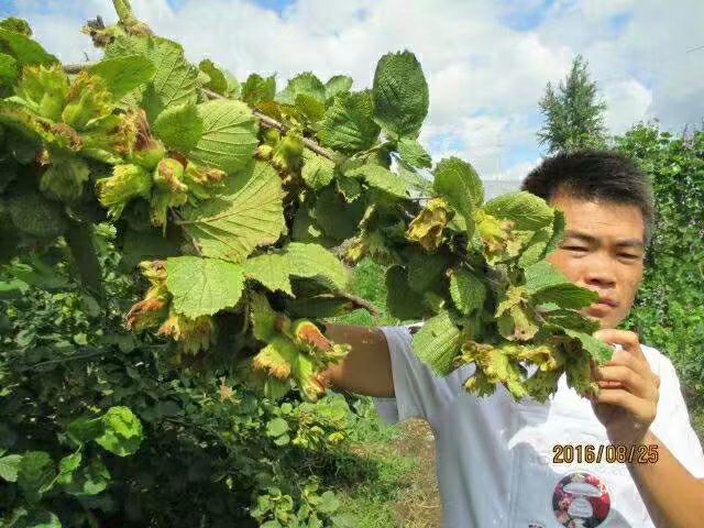 平欧榛子苗 2公分以下 