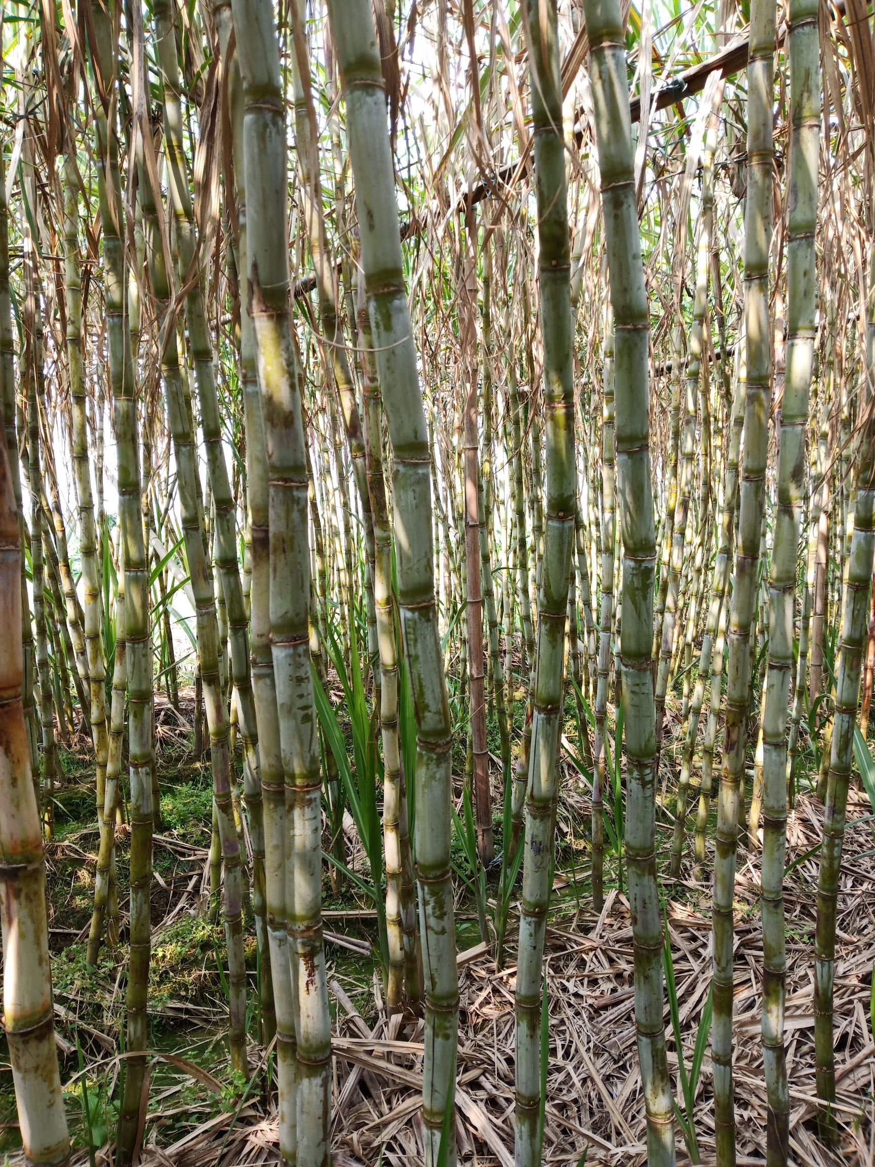 青皮甘蔗 4 - 5cm 3m以上 