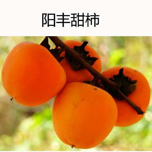 平邑县阳丰甜柿苗