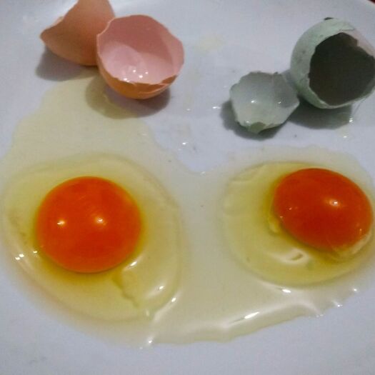 宝兴县土鸡蛋 箱装 孵化