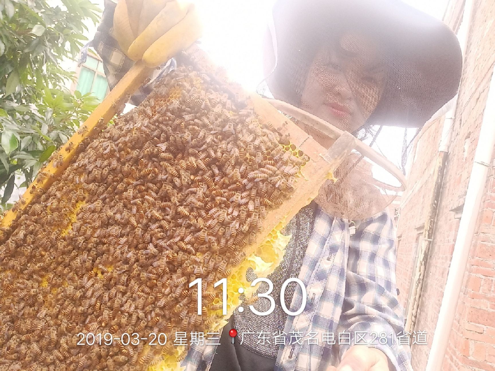 荔枝蜜 塑料瓶装 1年  