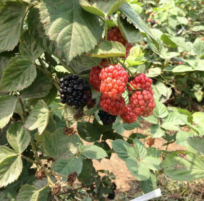 双季树莓苗