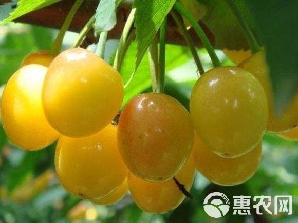 黄蜜樱桃苗 