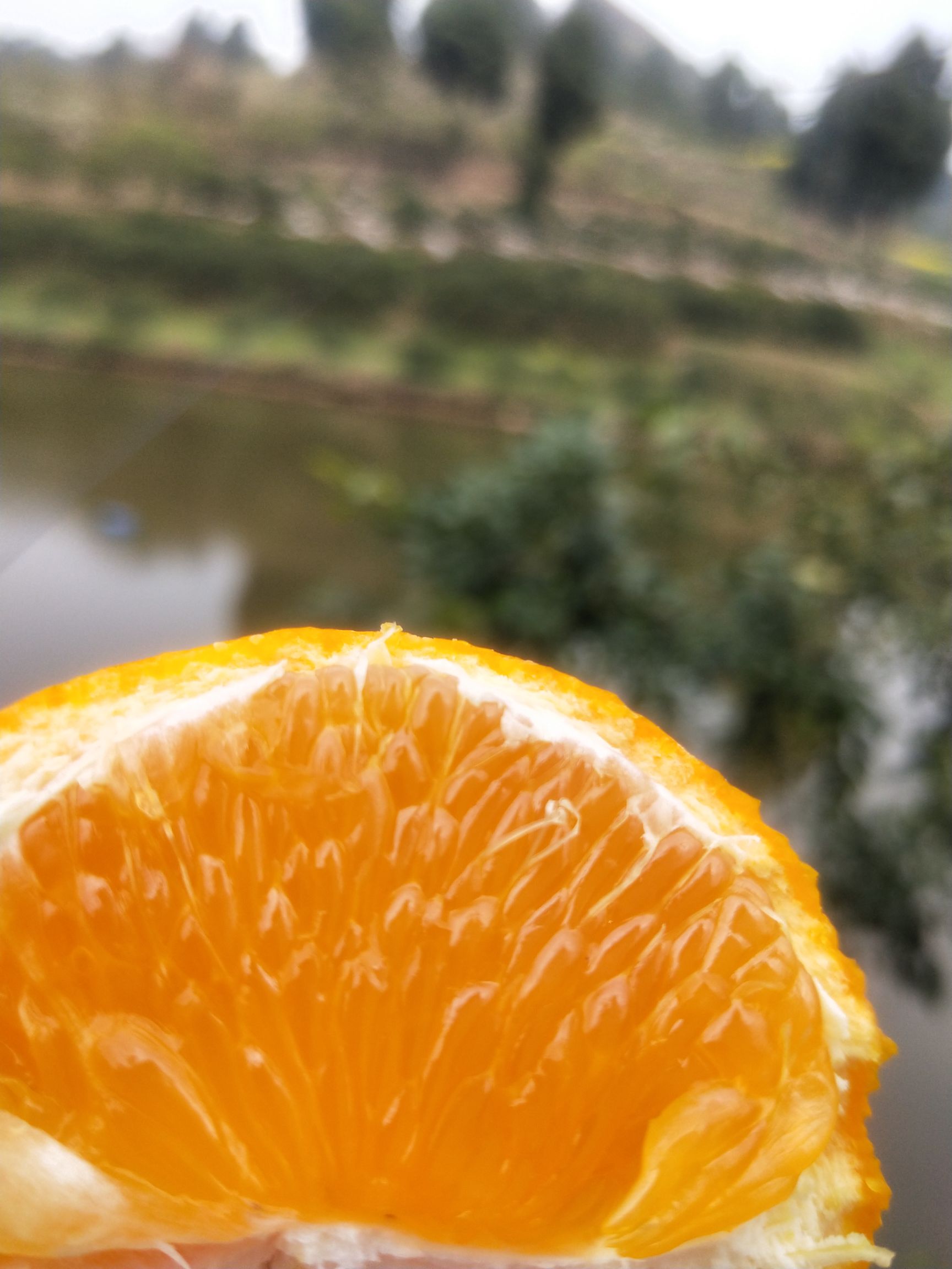 青见柑桔 统货 4两以上 