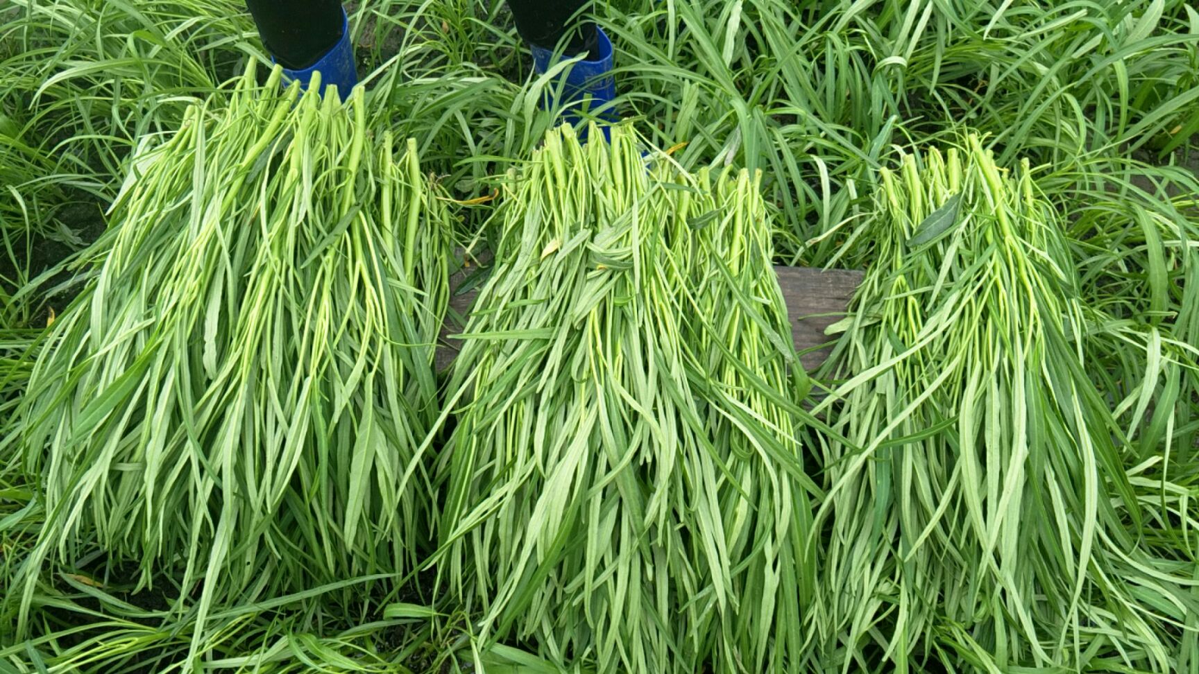 水上空心菜 35 ~ 40cm 