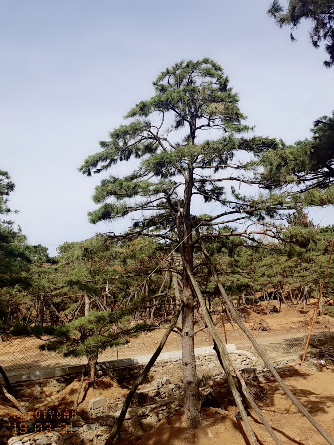 造型油松