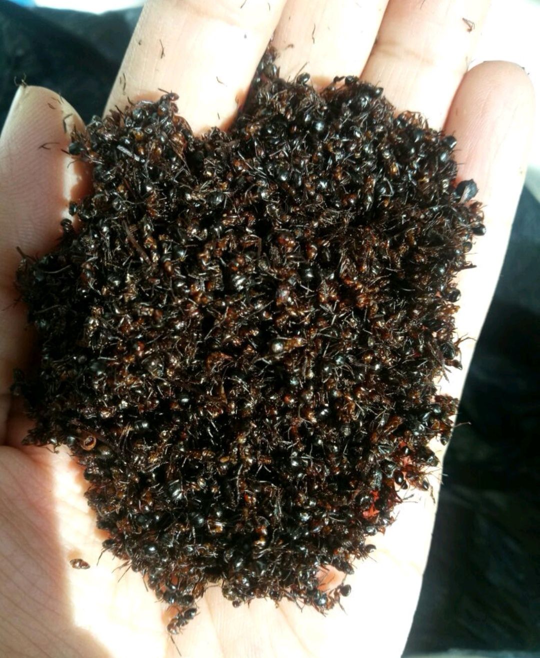 蚂蚁  黑  红 各种规格 干净