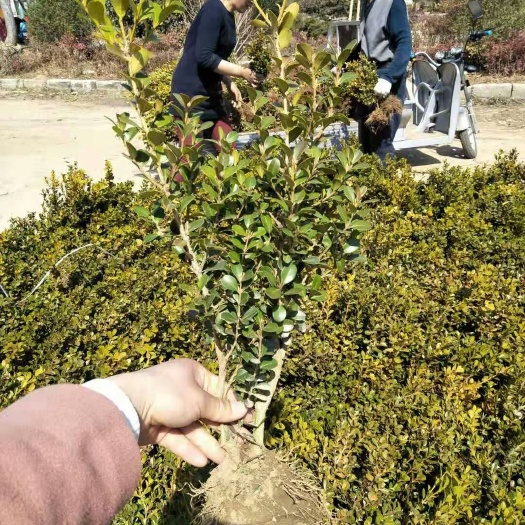 郯城县庭院绿篱植物造型树小叶黄杨树苗瓜子黄杨球盆景四季长青冬青树