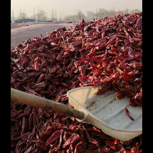 菏泽北京红干辣椒 