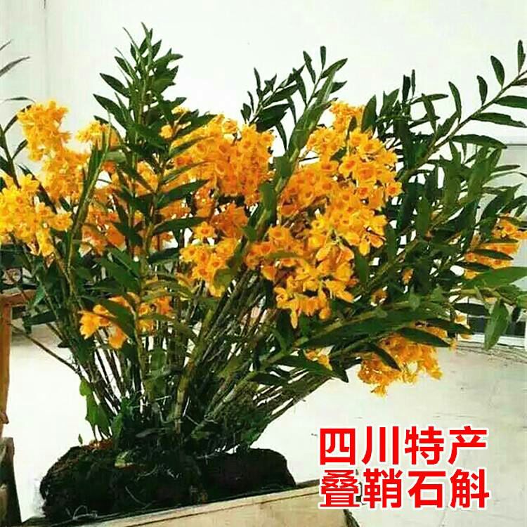 夹江叠鞘石斛 