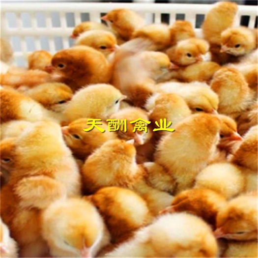 衡阳黄脚土鸡苗 小种土鸡苗 细脚红毛 肉质好