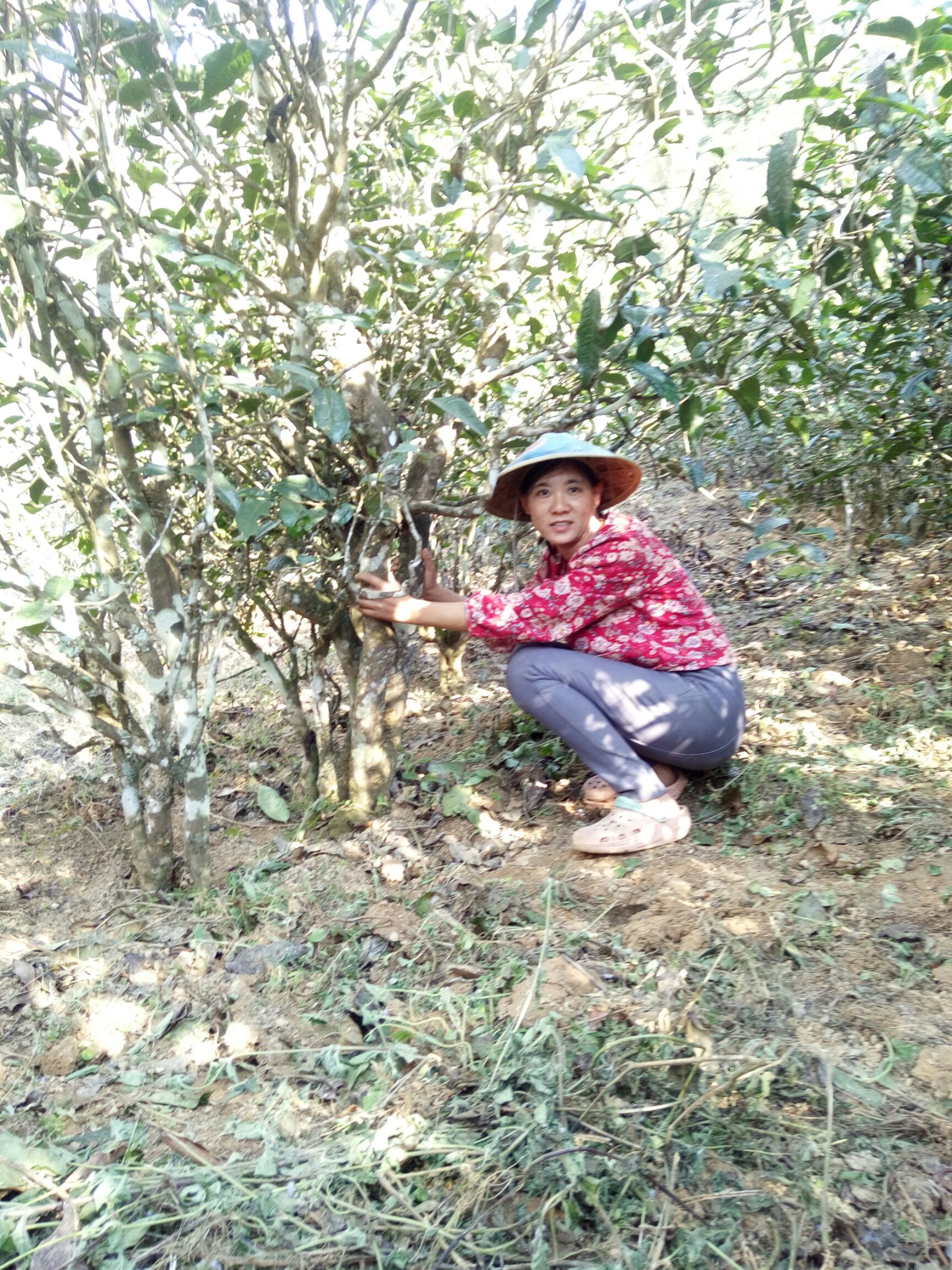 忙肺大叶茶 特级 袋装