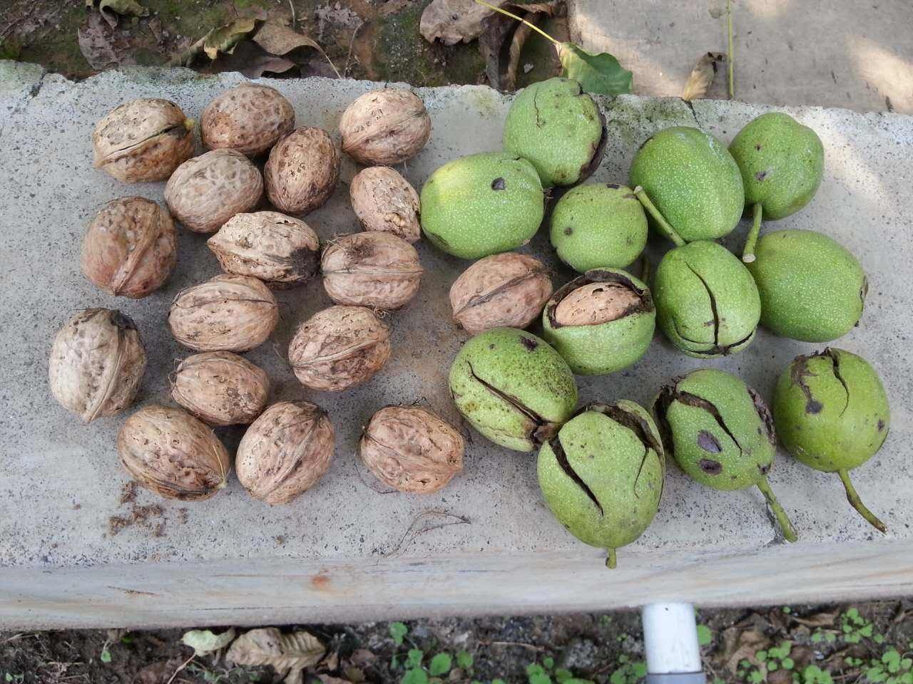 泰山核桃 30mm以上 袋装 去皮