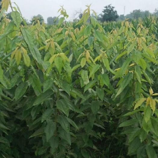 大连金州大樱桃  美早大樱桃苗
