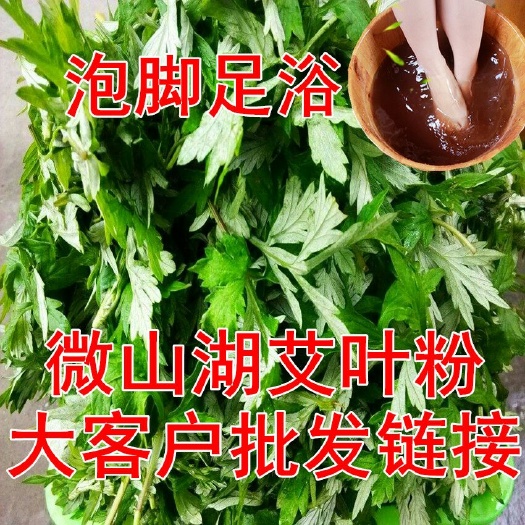 微山县微山湖艾叶 