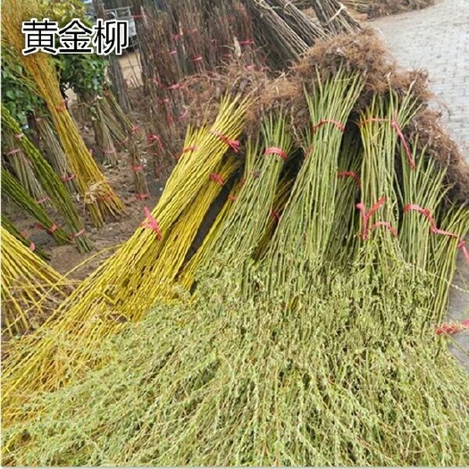 沭阳县垂柳  树苗 黄金丝树苗青皮柳庭院道路行道树风景树苗绿化苗木