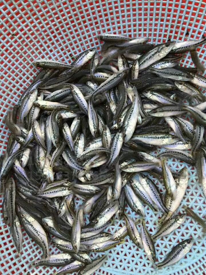 加州鲈鱼苗  优质鲈鱼苗各规格齐3-6cm优鲈三号