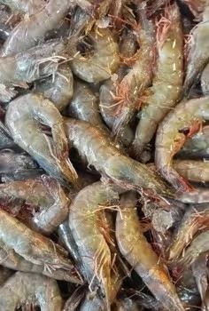 微山湖小龙虾 3-5钱 人工养殖 