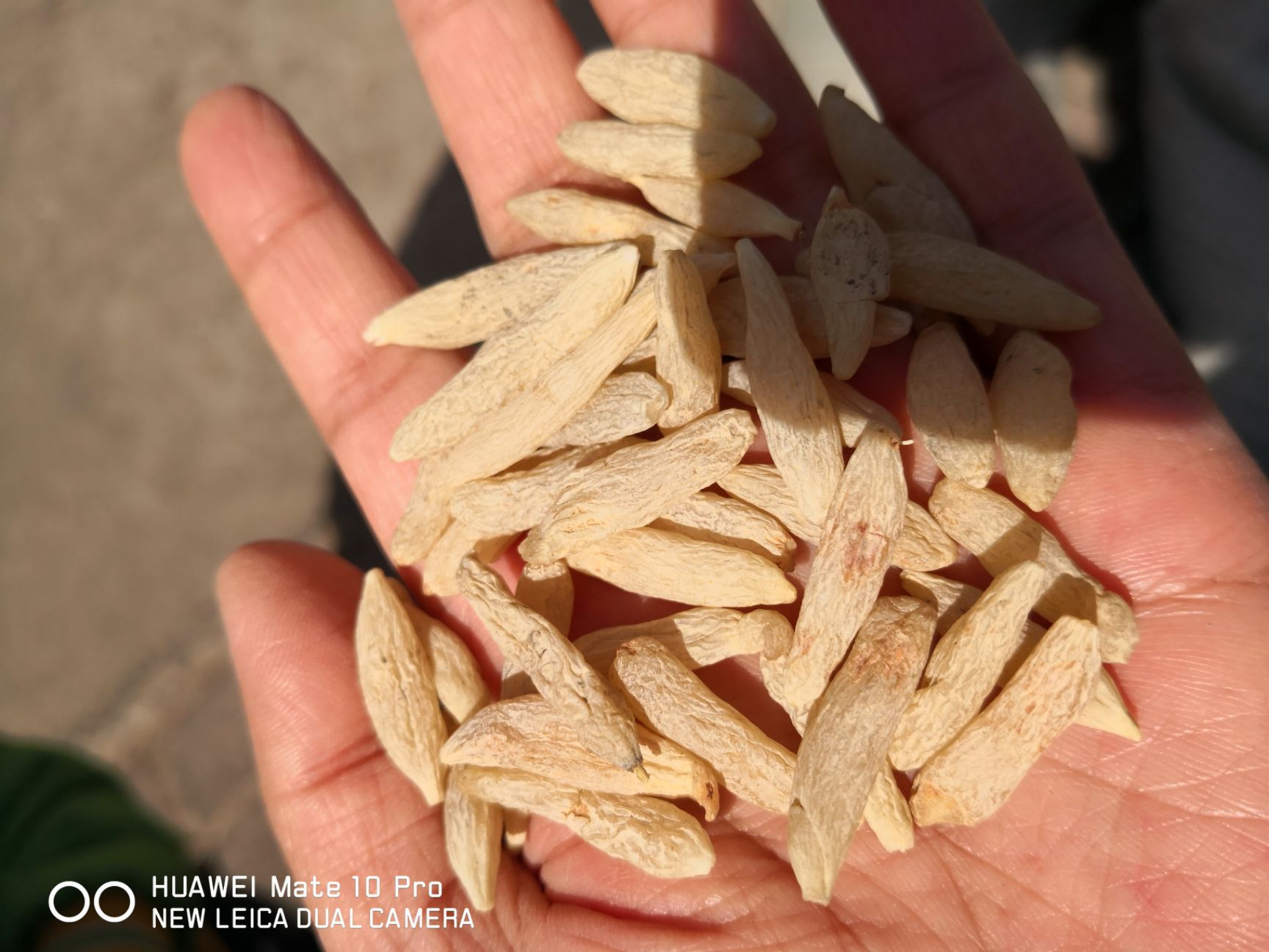 无硫  川麦冬选货 各种规格 量大优惠