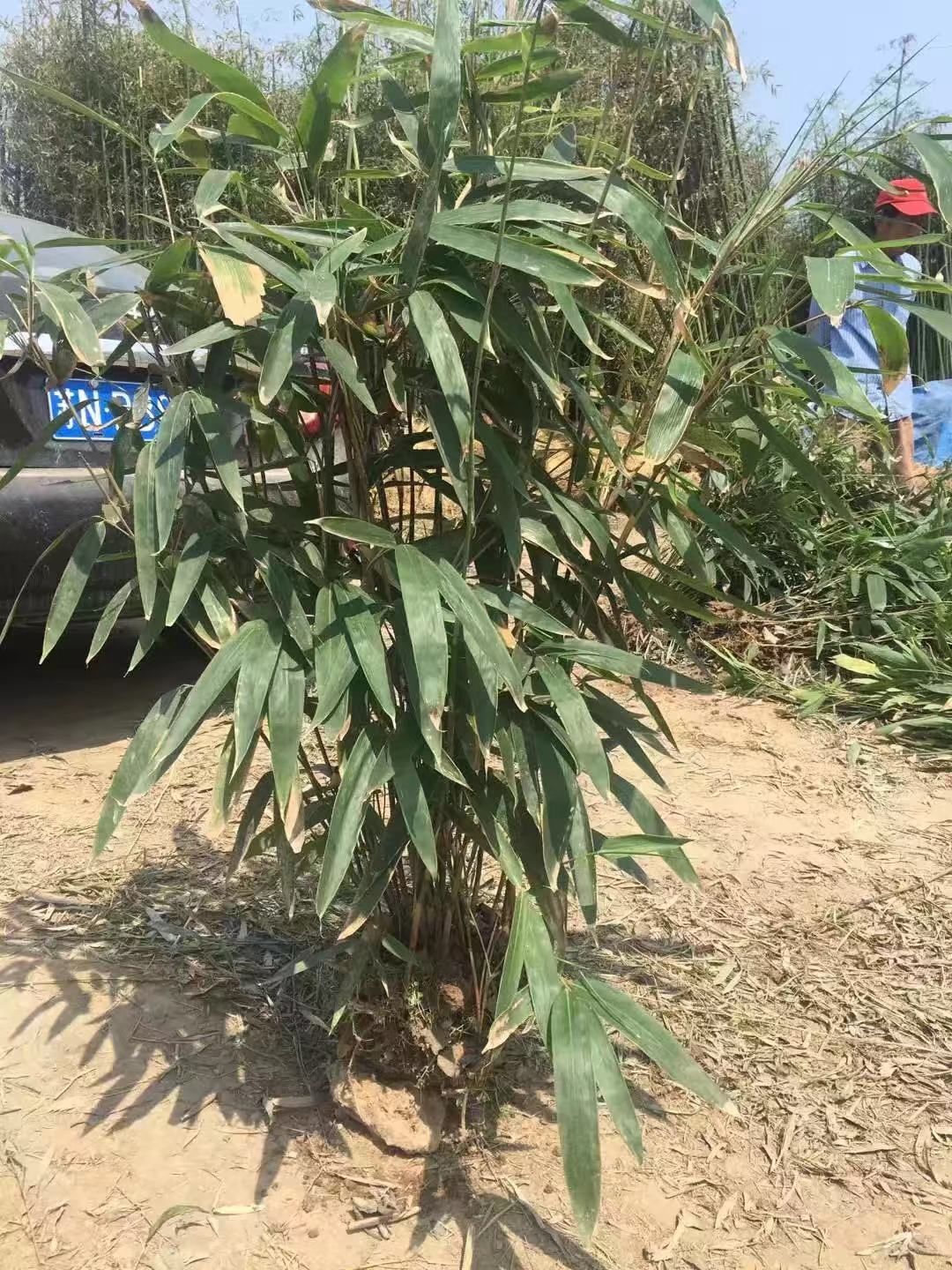 箬竹