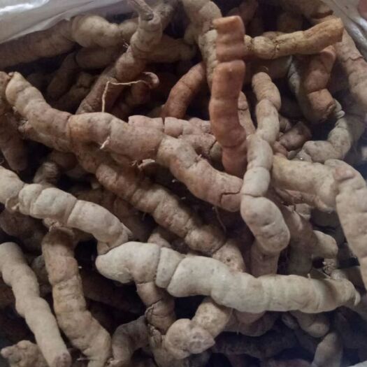 博罗县鲜巴戟