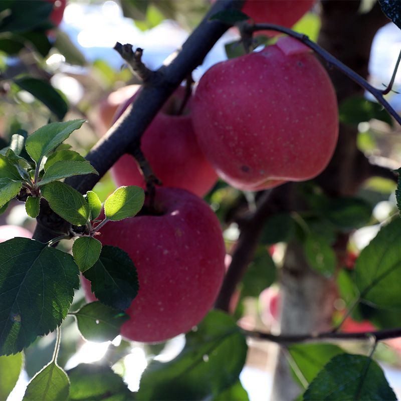 红肉苹果树苗 1~1.5米 