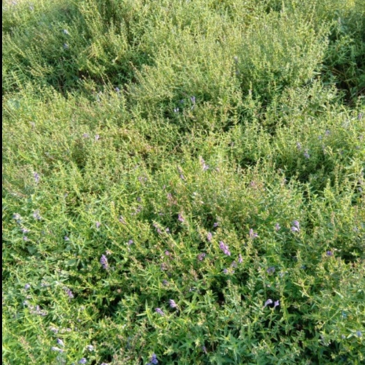 稷山县黄芩  种植时间为三年，货好，交通方便