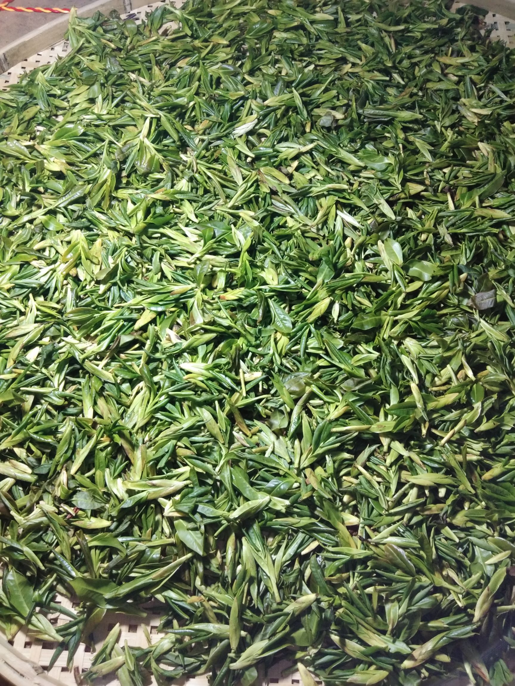 高山野 生绿茶 古树茶 散装 生茶