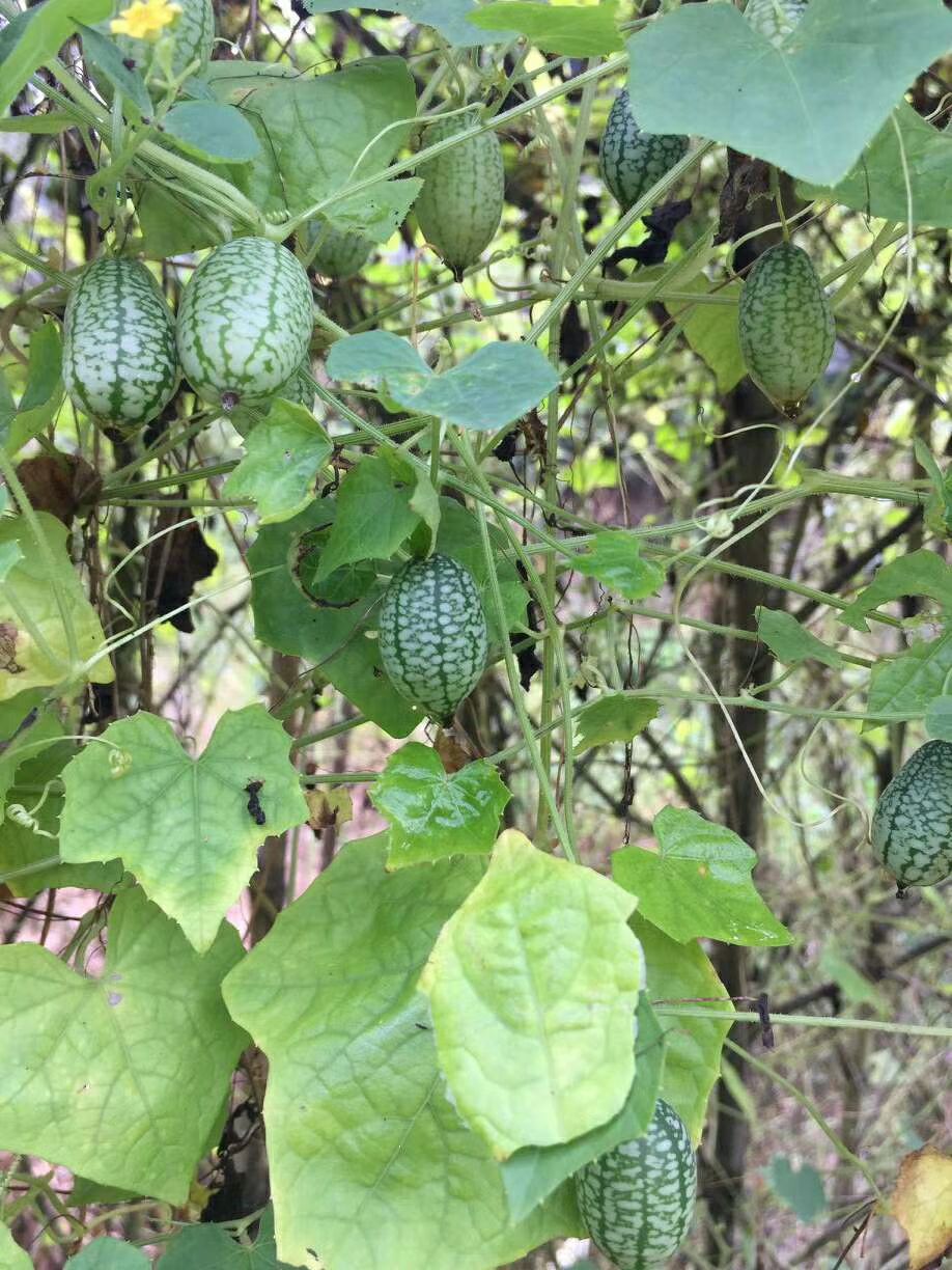 拇指西瓜种 迷你小西瓜种子  早熟袖珍小西瓜皮薄结瓜多多年生